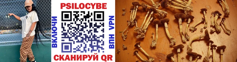 Псилоцибиновые грибы Psilocybe  Кондопога 
